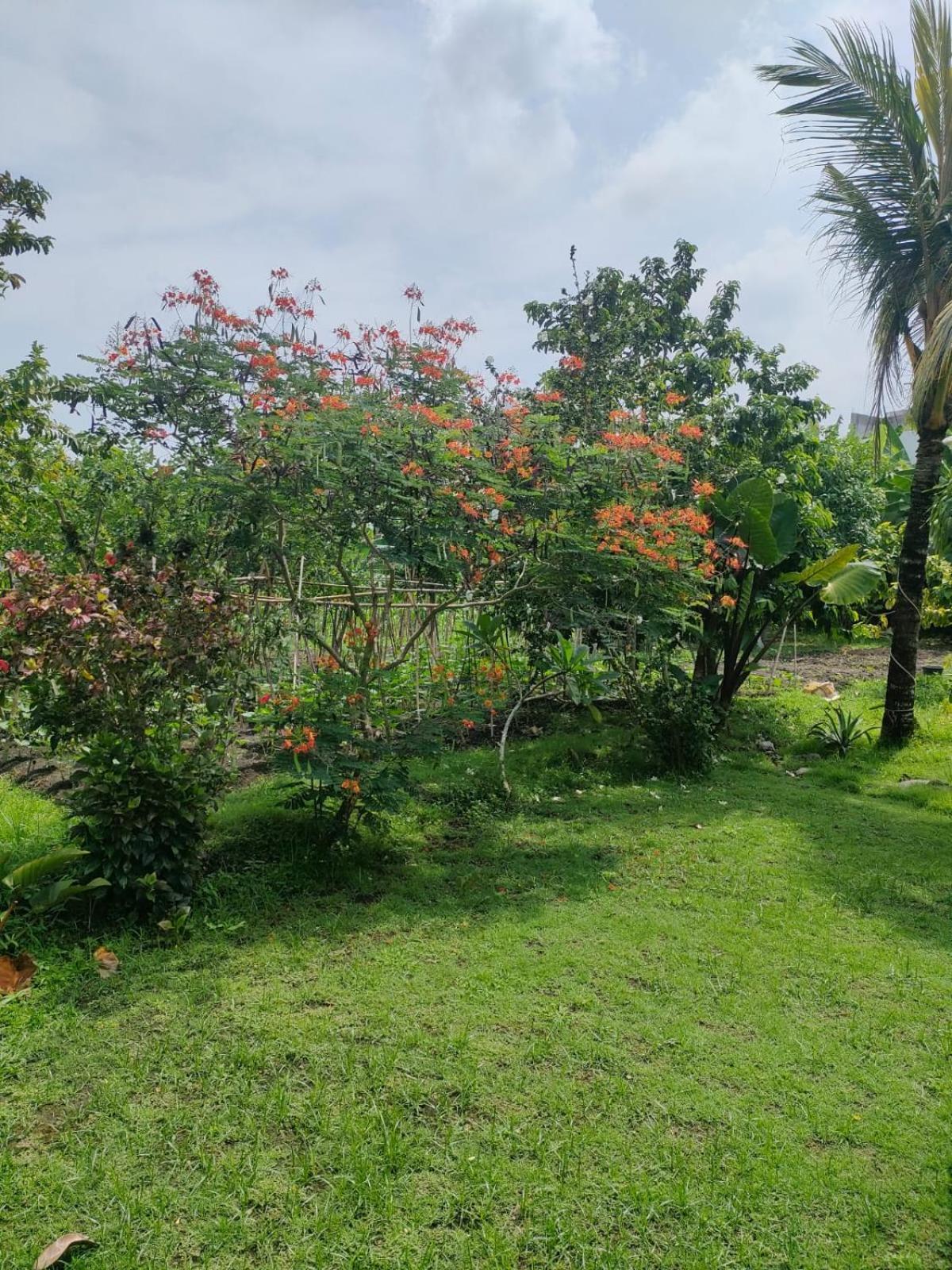 Villa Lotus 8 Canggu Buitenkant foto
